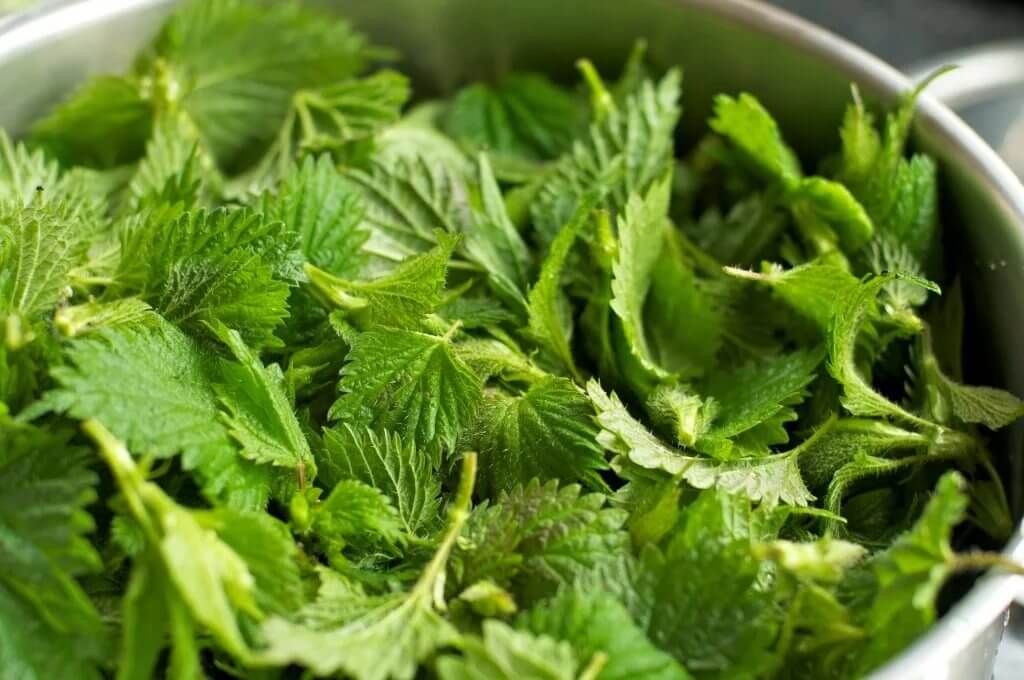 Молодую крапиву уложить в глубокую тарелку, ошпарить кипятком, чтобы не жглась. Промыть, отделить листья от стебля и листья нарезать. У щавеля отделить ножки от листьев и листья нарезать.