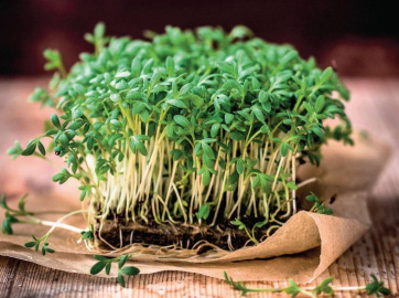 Микрозелень – тренд в здоровом питании