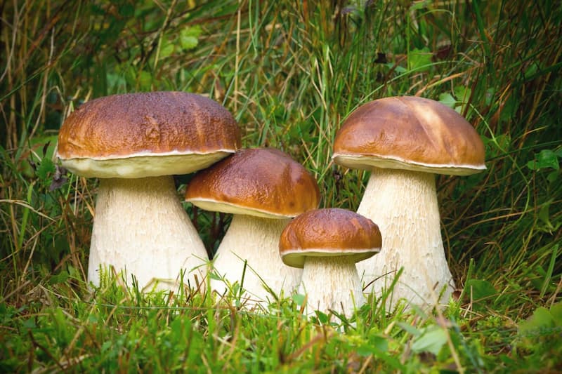 Белый гриб – источник белка и витаминов 