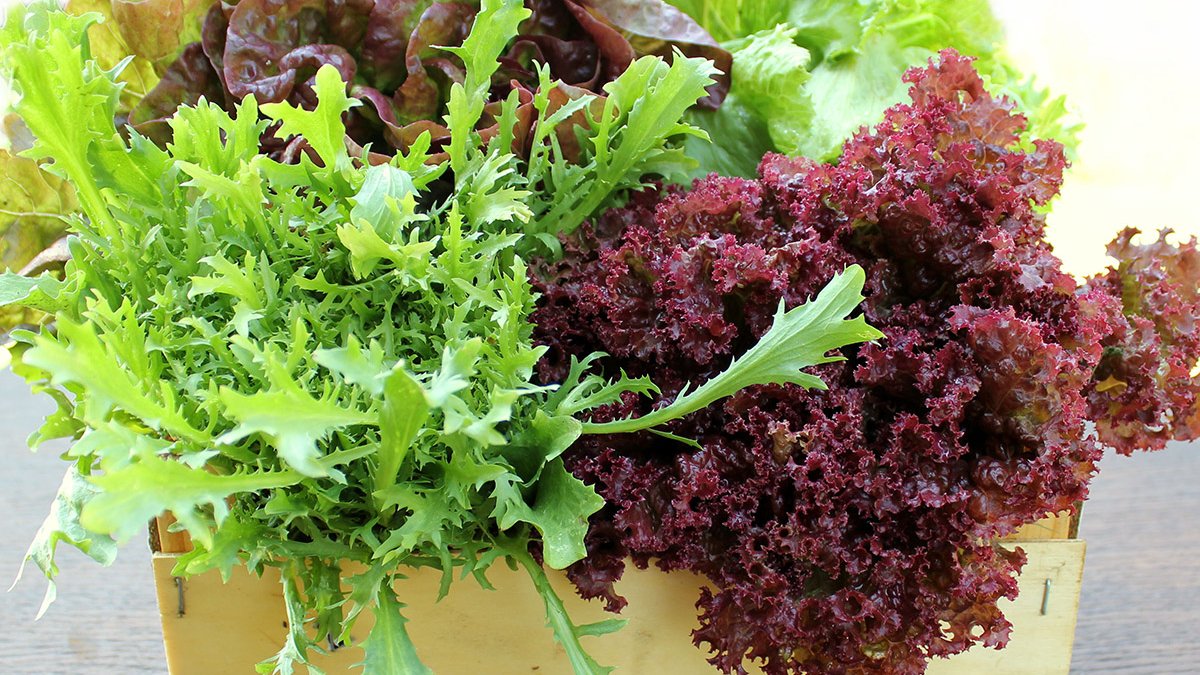 «Формула еды»: о пользе листовых салатов