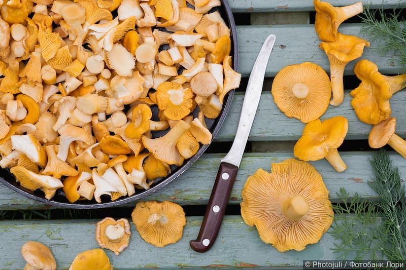 «О самом главном»: как правильно готовить грибы