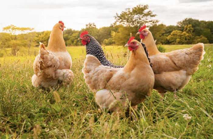 Курица – #ЗОЖптица: cтартует новый конкурс проекта «Здоровое питание» 