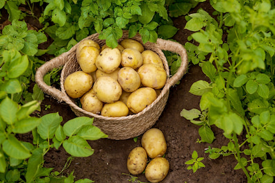 О полезных свойствах картофеля