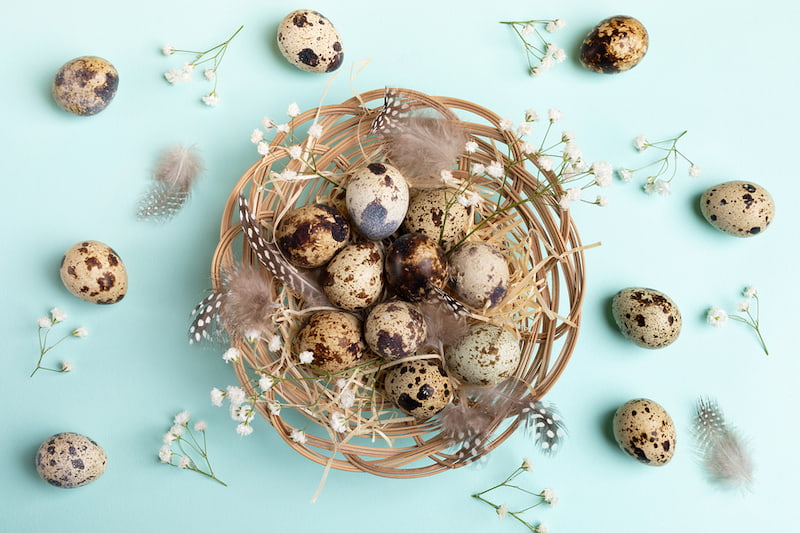 О пользе перепелиных яиц