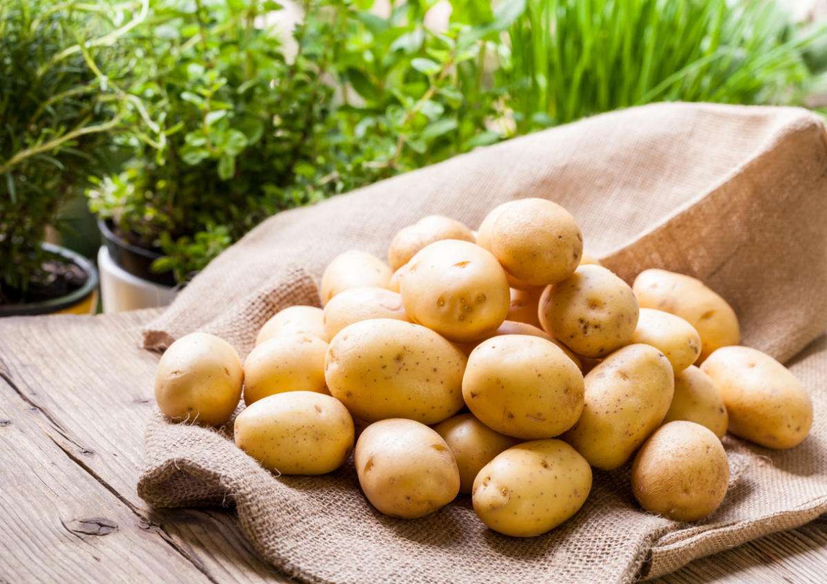 «Второй хлеб»: как выращивают картофель в России