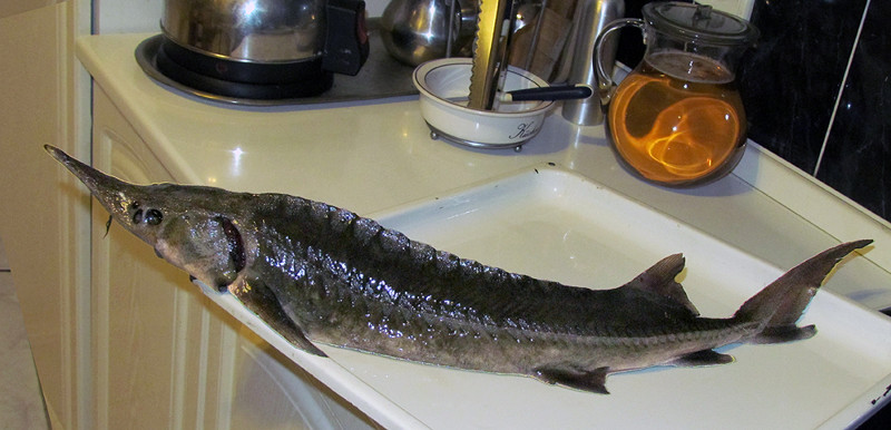 В первую очередь разморозьте рыбу, если она не свежепойманная, переложив ее из морозилки на нижнюю полку холодильника. Рыбы этого вида довольно скользкие из-за большого количества слизи. Смыть ее обычной водой не получится. Чтобы почистить осетр без больш