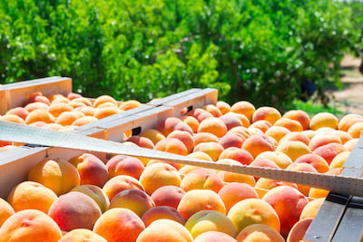 Персики: выбираем красивые и вкусные