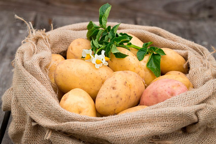 Как в России выращивают картофель 