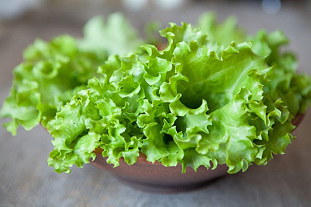 Ведущие программы «Формула еды» узнают, как выращивают листовой салат
