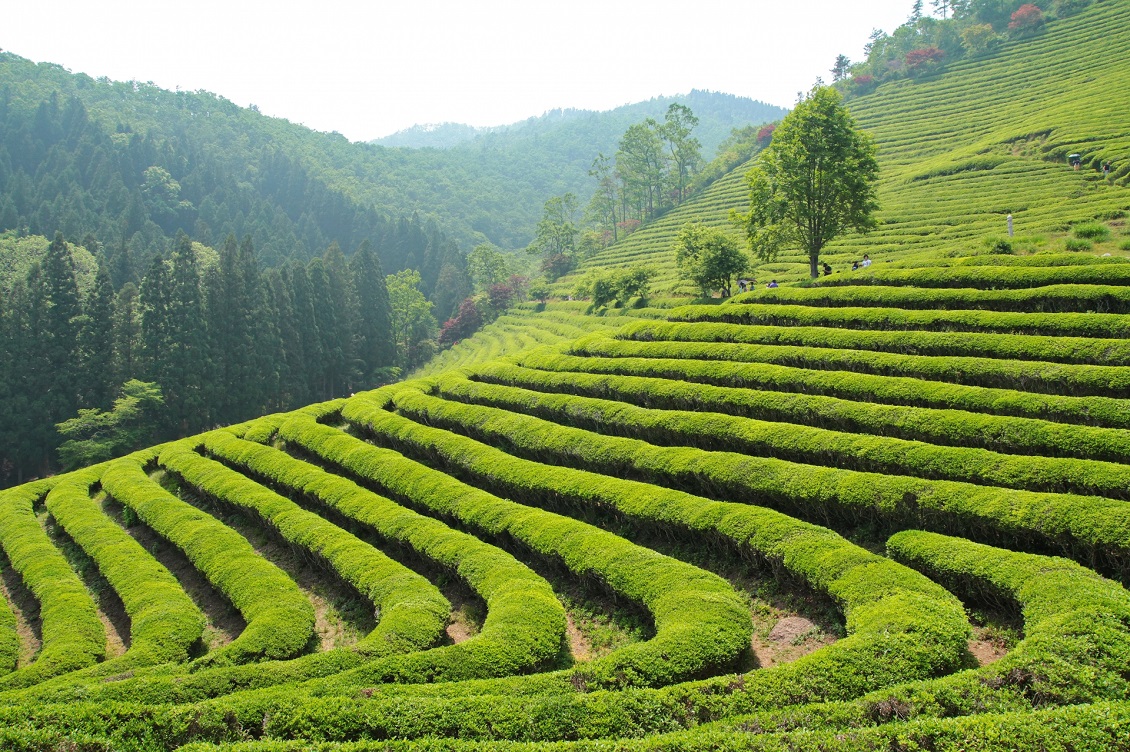 Как выращивают зеленый чай в России 