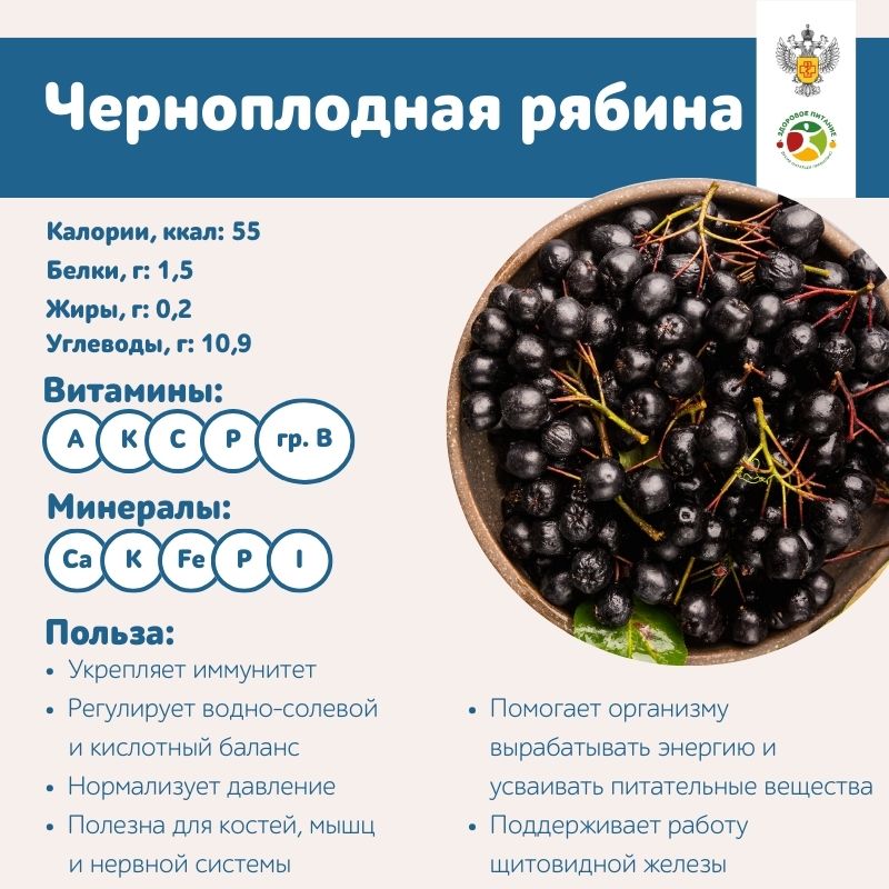 Черноплодная рябина.jpg