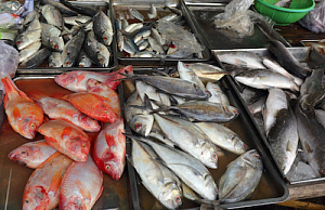 Управлением Роспотребнадзора по Омской области подведены итоги контроля качества и безопасности рыбы и морепродуктов за 1 полугодие